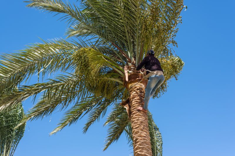 Palm Tree Trimming