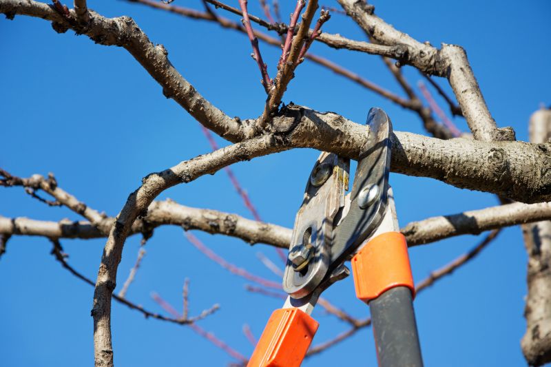 Pruning of Overgrown Branches
