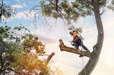 Arborist Performing Pruning