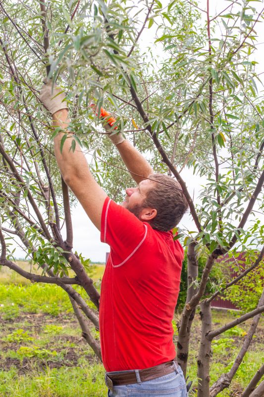 Tree Pruning for Growth