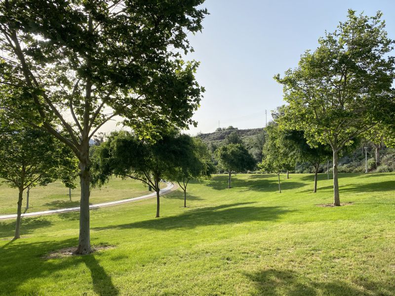Lush, Well-Maintained Tree