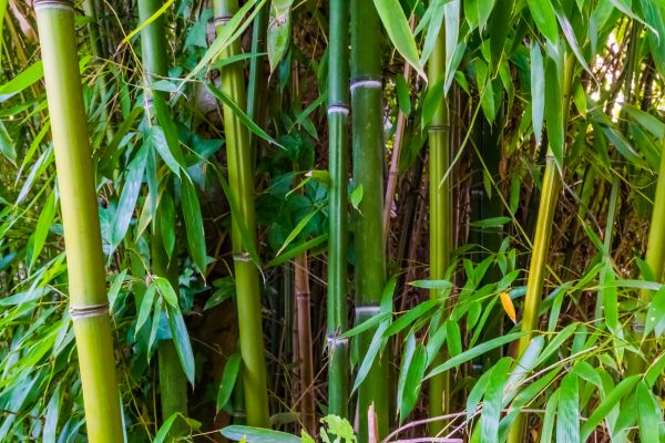 Bamboo Trimming in Bentonville