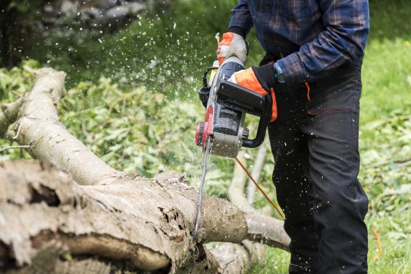 Branch Removal Service in Bentonville