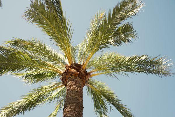 Palm Tree Pruning in Bentonville