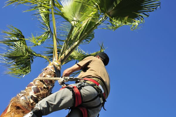 Palm Tree Trimming in Bentonville