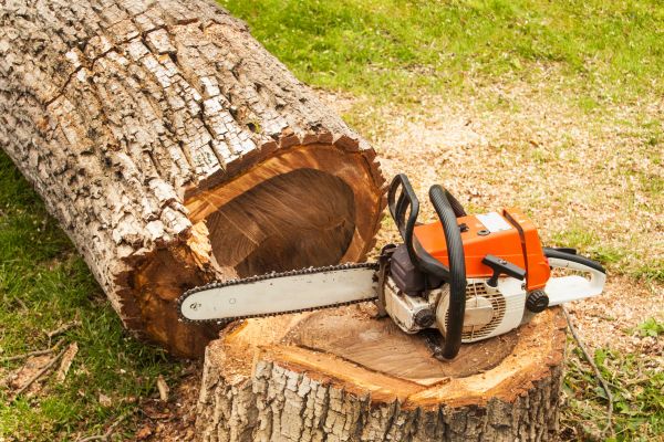 Tree Cutting Service in Bentonville