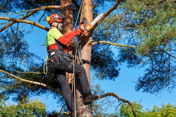Tree Service in Bentonville