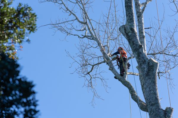 Tree Topping Service in Bentonville