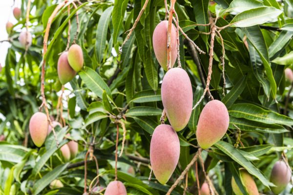 Mango Tree Trimming in Bentonville
