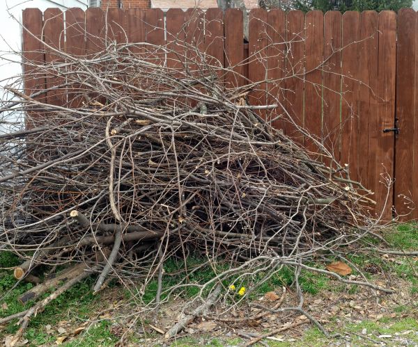 Cost of Dead Branch Removal in Bentonville