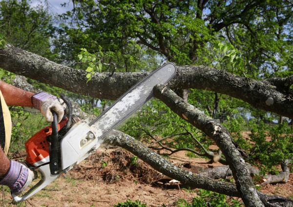 Tree Branch Cutting in Bentonville