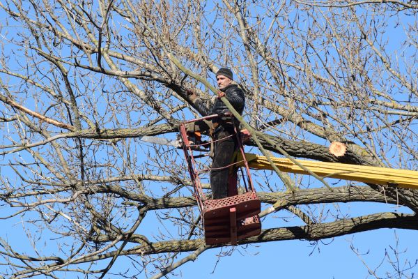 Cost of Emergency Tree Trimming in Bentonville