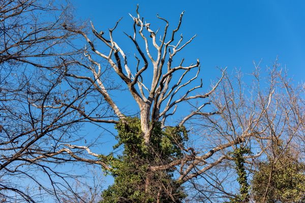 Cost of Deadwood Removal in Bentonville