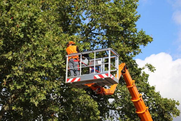 Commercial Tree Service in Bentonville