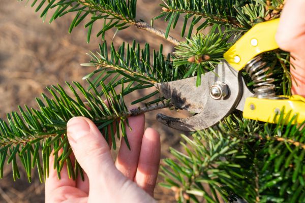 Pine Tree Pruning in Bentonville