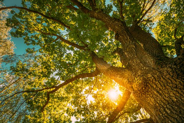 Oak Tree Pruning in Bentonville