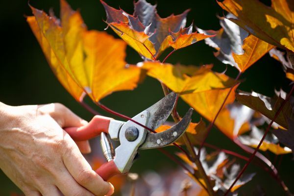 Maple Tree Pruning in Bentonville