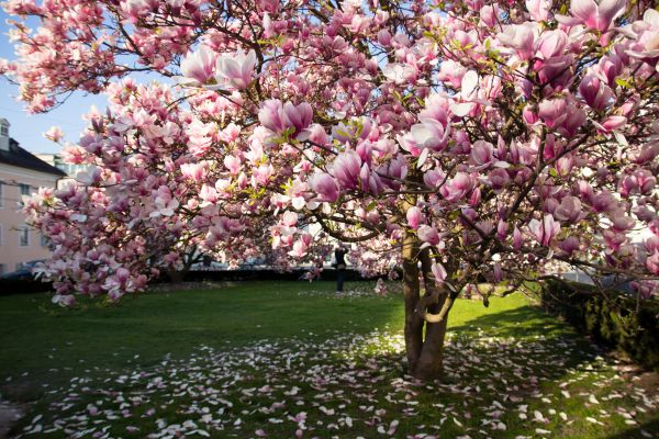 Magnolia Tree Pruning in Bentonville