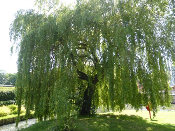 Willow Tree Trimming in Bentonville