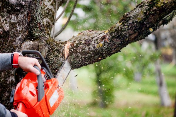 Tree Limbs Removal in Bentonville