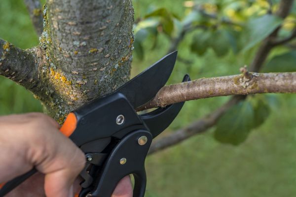 Tree Limb Cutting in Bentonville