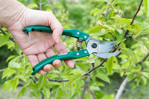 Pear Tree Pruning in Bentonville