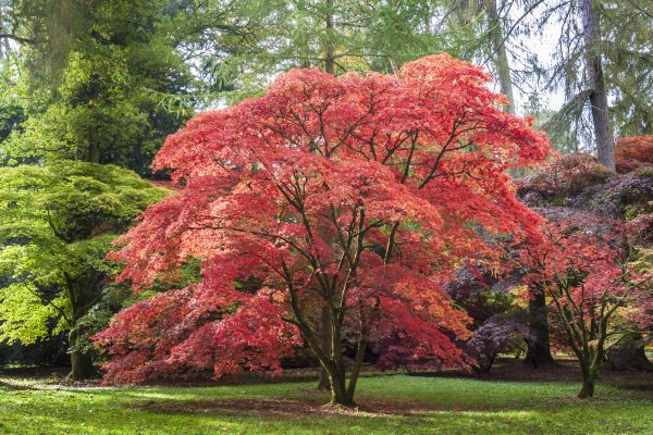 Japanese Maple Pruning in Bentonville