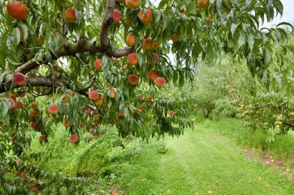 Peach Tree Pruning in Bentonville