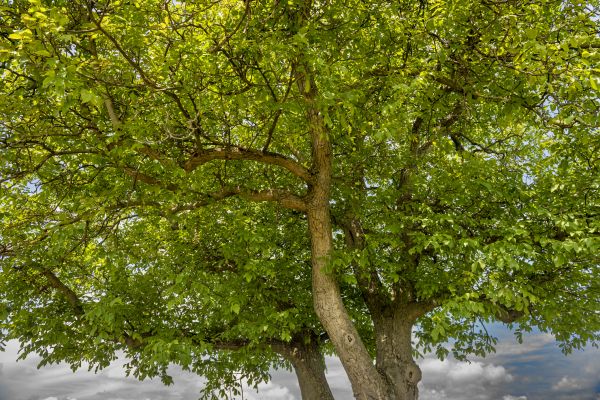 Walnut Tree Trimming in Bentonville