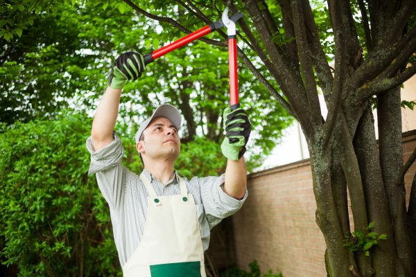 Cost of Tree Limb Pruning in Bentonville