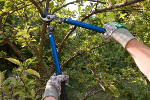 Residential Tree Pruning in Bentonville