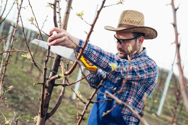 Orchard Tree Pruning in Bentonville