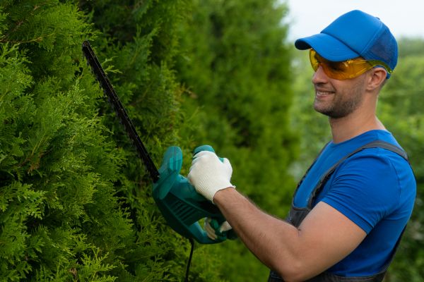 Cost of Tree Shaping Service in Bentonville