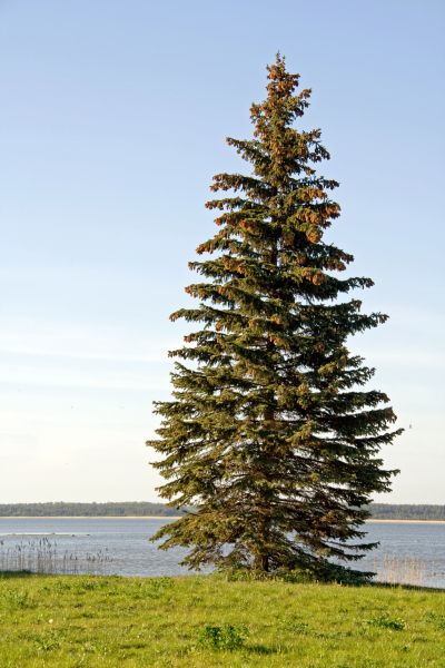 Spruce Tree Pruning in Bentonville