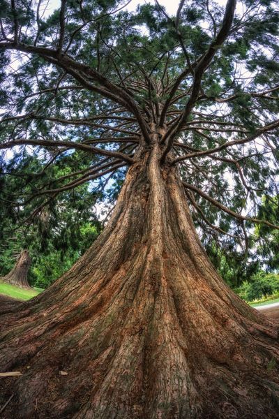 Cedar Tree Pruning in Bentonville