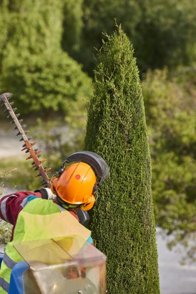 Cypress Tree Trimming in Bentonville