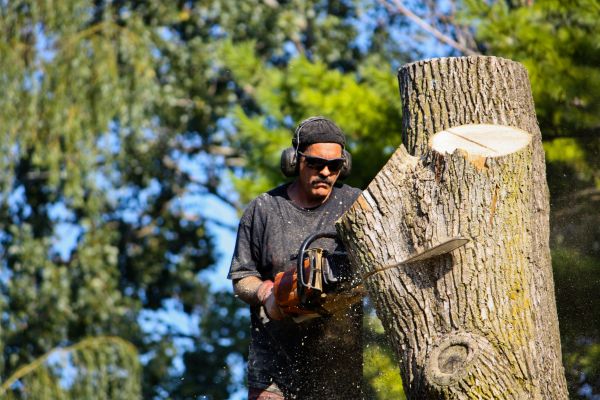 Ash Tree Pruning in Bentonville