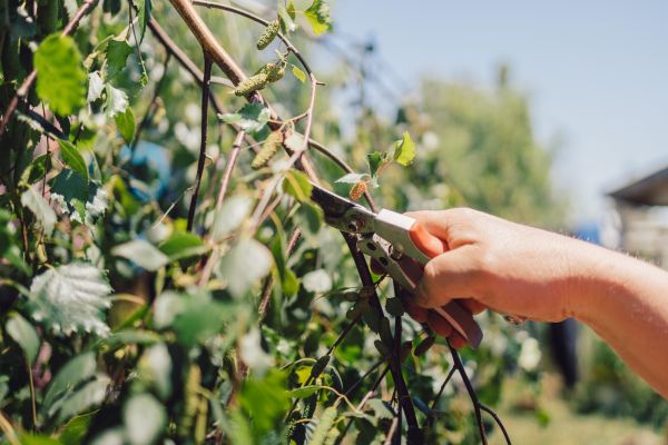Birch Tree Pruning in Bentonville