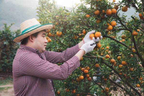 Orange Tree Pruning in Bentonville