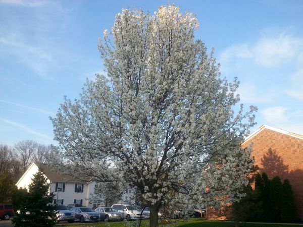 Bradford Pear Tree Pruning in Bentonville