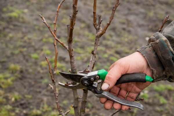 Pear Trees Pruning in Bentonville