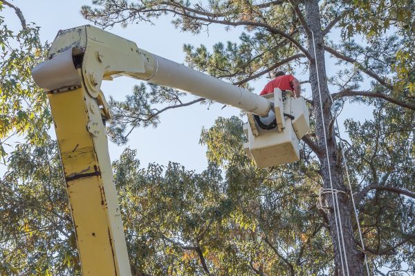 Cost of Limbs Trimming in Bentonville