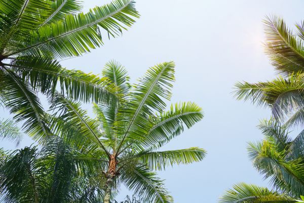 Cost of Queen Palm Tree Trimming in Bentonville