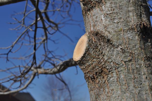 Limb Pruning in Bentonville