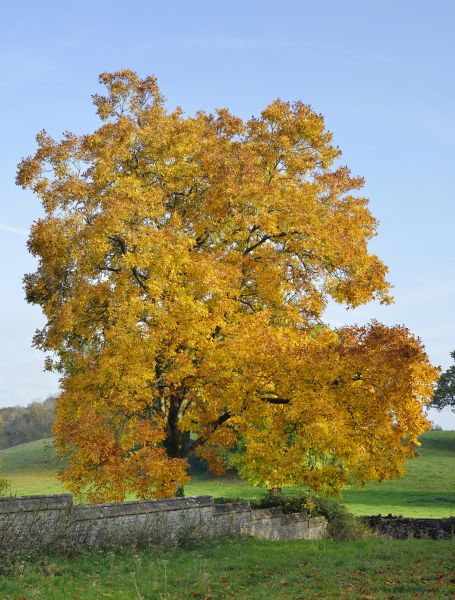 Hickory Tree Trimming in Bentonville