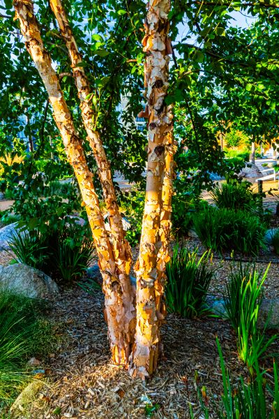 River Birch Trimming in Bentonville