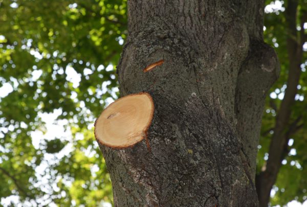 Cost of Limb Cutting in Bentonville