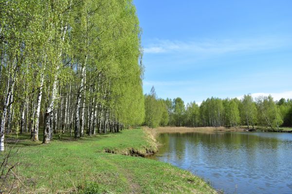 River Birch Pruning in Bentonville