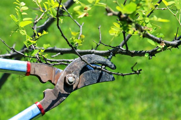 Branches Pruning in Bentonville