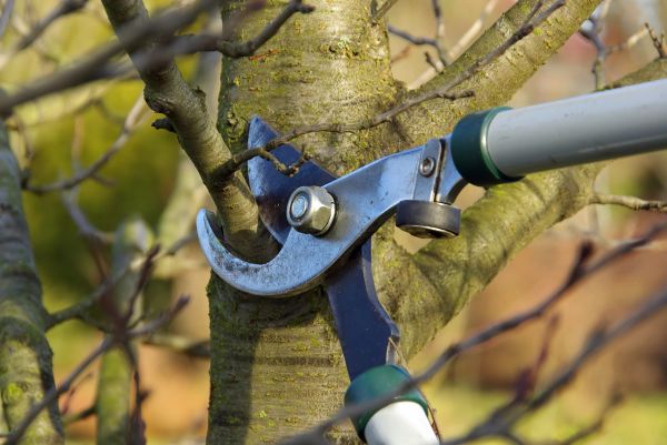 Tree Limb Trimming Service in Bentonville